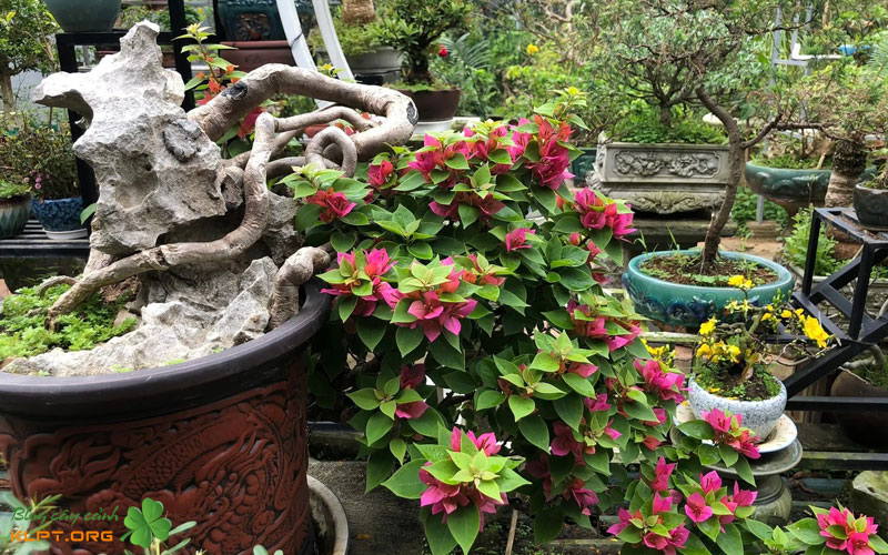 quy-trinh-5-buoc-xu-ly-muc-than-hieu-qua-tai-nha-1-klpt