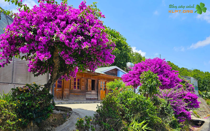 quy-trinh-5-buoc-xu-ly-muc-than-hieu-qua-tai-nha-klpt