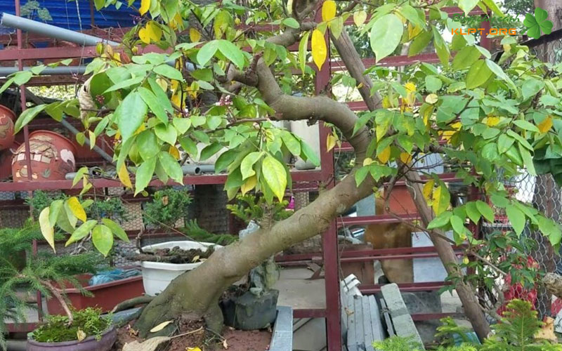 quy-trinh-bung-va-trong-cay-khe-moi-bung-1-klpt