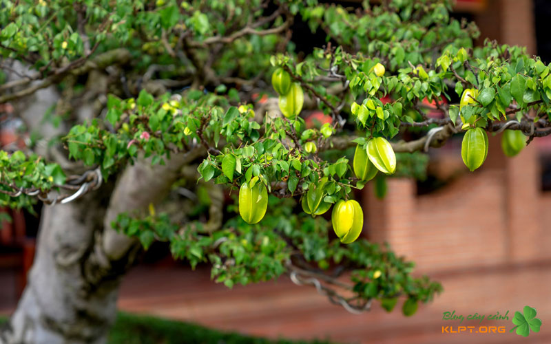 quy-trinh-bung-va-trong-cay-khe-moi-bung-3-klpt