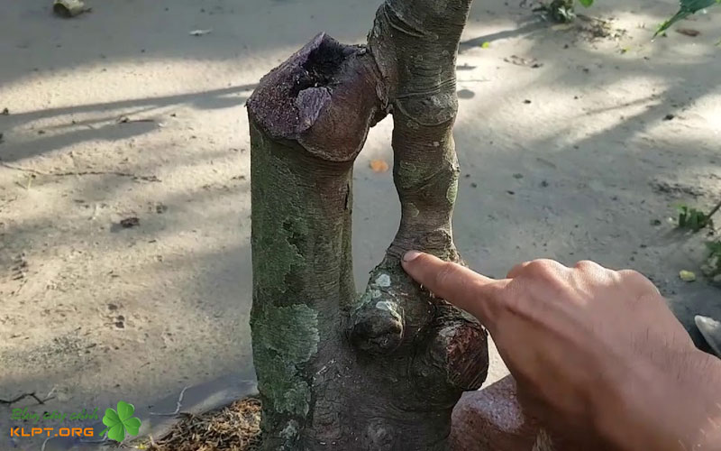 quy-trinh-bung-va-trong-cay-khe-moi-bung-klpt