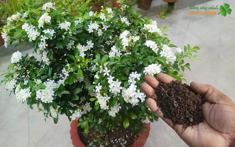 quy-trinh-cac-buoc-trong-phoi-nguyet-que-vao-bon-1-klpt