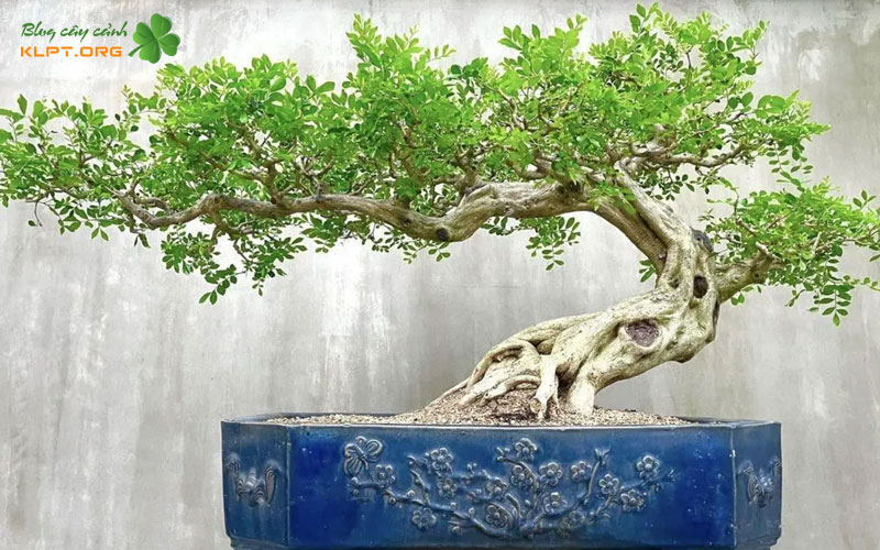 quy-trinh-cac-buoc-trong-phoi-nguyet-que-vao-bon-klpt