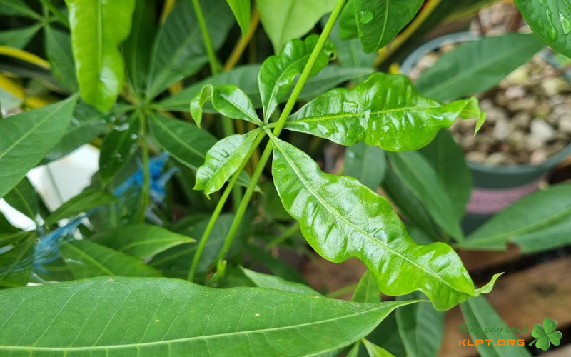 quy-trinh-dieu-tri-benh-la-me-hieu-qua-va-dut-diem-1-klpt