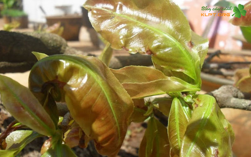 quy-trinh-dieu-tri-benh-la-me-hieu-qua-va-dut-diem-klpt