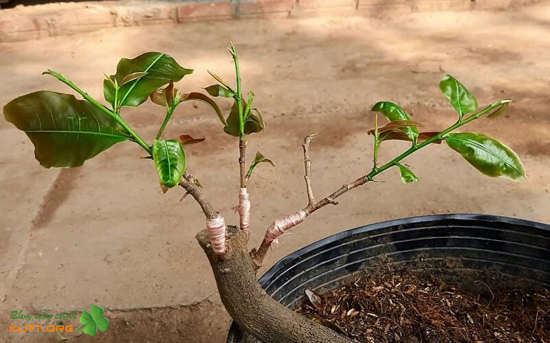 quy-trinh-ghep-nem-chi-tiet-cho-mit-xoai-oi-va-cay-co-mui-klpt