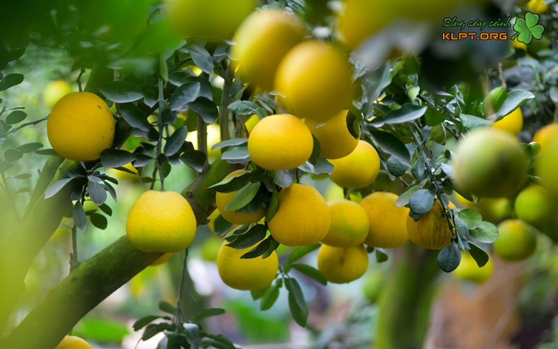 quy-trinh-ky-thuat-ghep-qua-buoi-canh-tren-chau-1-klpt