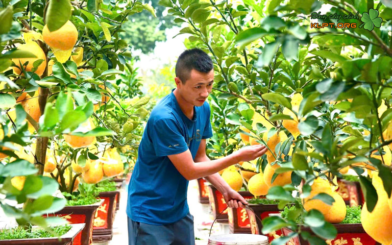 quy-trinh-ky-thuat-ghep-qua-buoi-canh-tren-chau-klpt