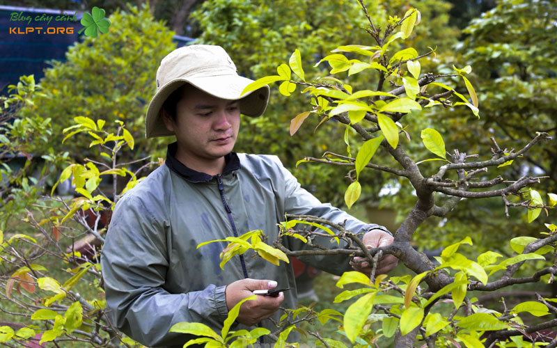 quy-trinh-xa-tan-dung-cach-giup-cay-nhanh-phuc-hoi-1-klpt