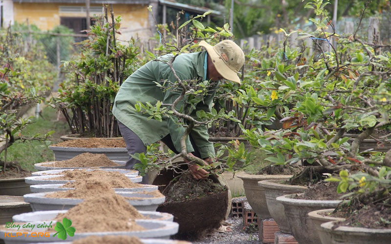 quy-trinh-xa-tan-dung-cach-giup-cay-nhanh-phuc-hoi-klpt