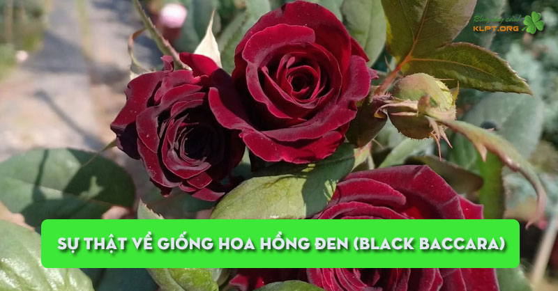 su-that-ve-giong-hoa-hong-den-black-baccara-co-thuc-su-ton-tai-klpt