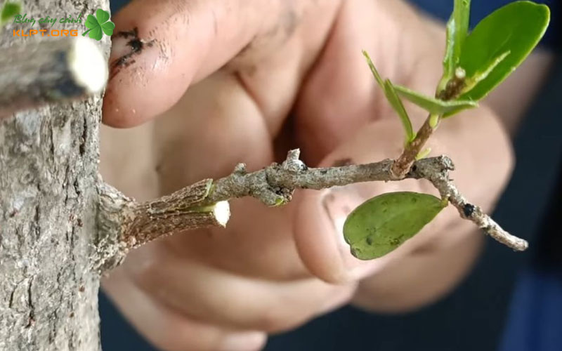 su-tuong-thich-giua-cay-hai-chau-va-cay-buom-gai-lo-dau-klpt