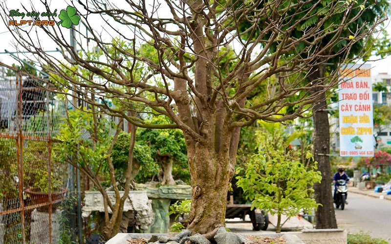 tac-dung-cua-vitamin-b12-va-n3m-doi-voi-cay-mai-vang-klpt