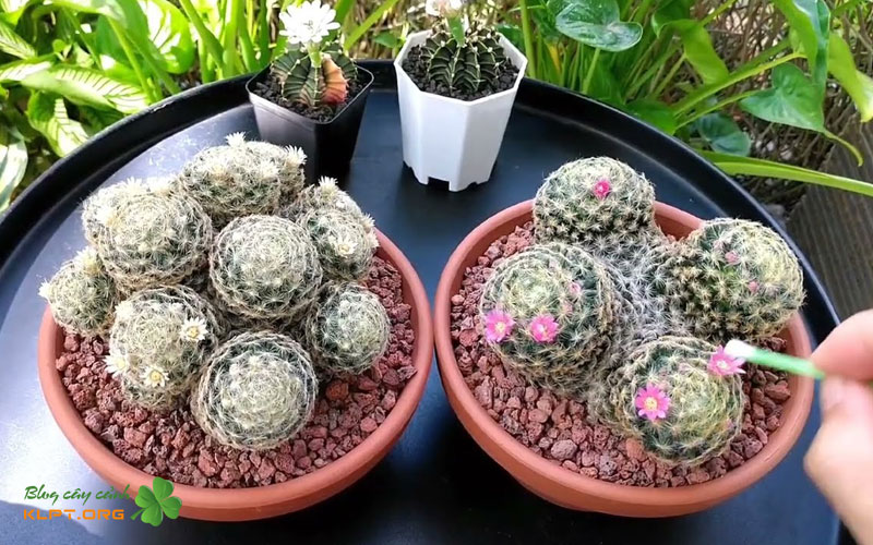 tai-sao-can-chu-dong-thu-phan-cho-hoa-xuong-rong-klpt