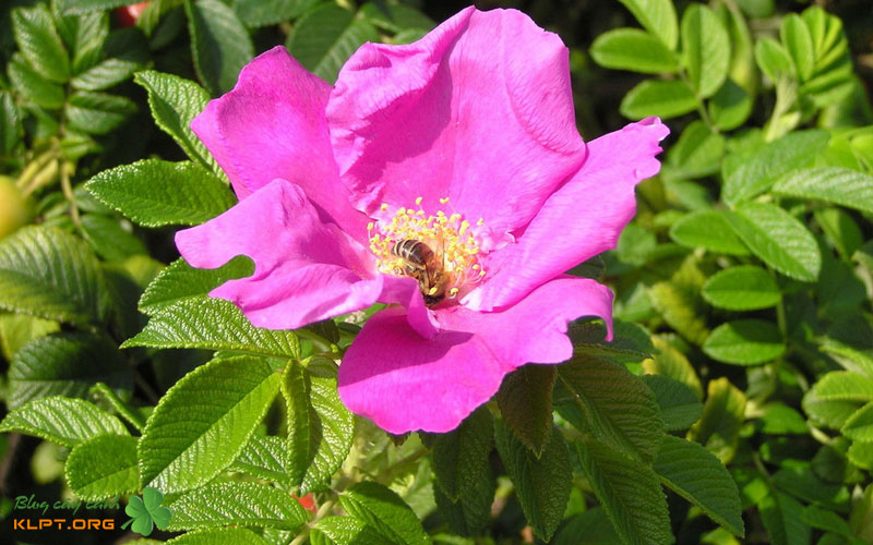 tai-sao-tam-xuan-thuong-bi-nham-la-hoa-hong-leo-klpt