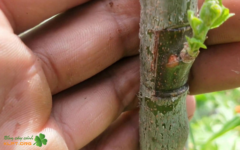 tham-mat-ghep-va-xu-ly-sau-khi-ghep-klpt