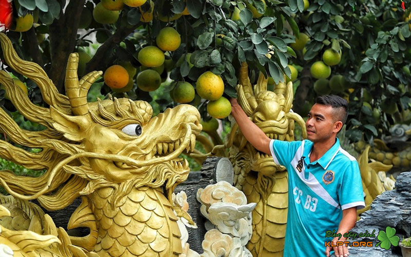 thoi-diem-ghep-qua-va-yeu-cau-doi-voi-cay-phoi-klpt