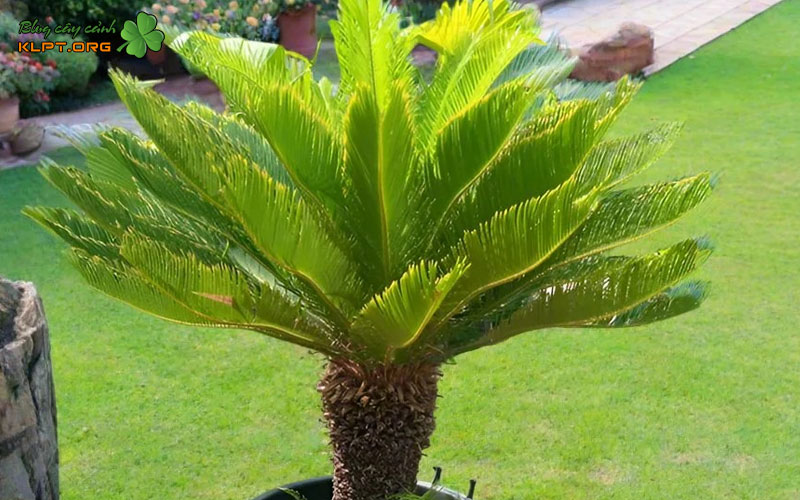 thoi-diem-thich-hop-de-nhan-giong-cay-thien-tue-klpt