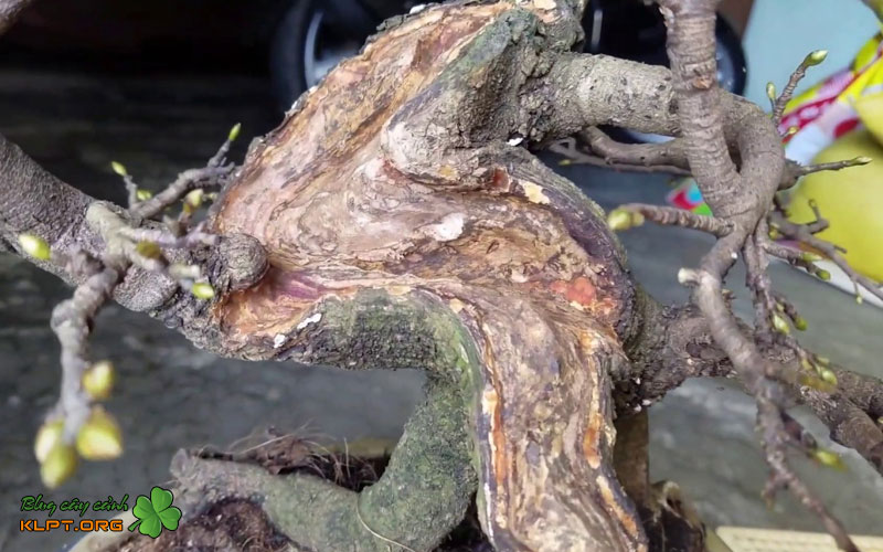 thoi-diem-thich-hop-de-tao-lua-quangnamtoplist