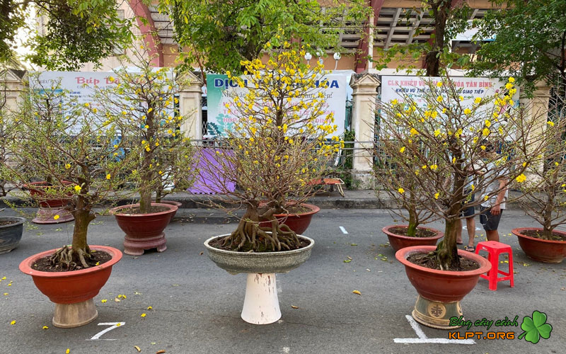 thoi-diem-vang-de-su-dung-vitamin-b12-va-n3m-klpt