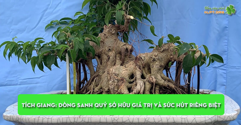 tich-giang-dong-sanh-quy-so-huu-gia-tri-va-suc-hut-rieng-biet-klpt