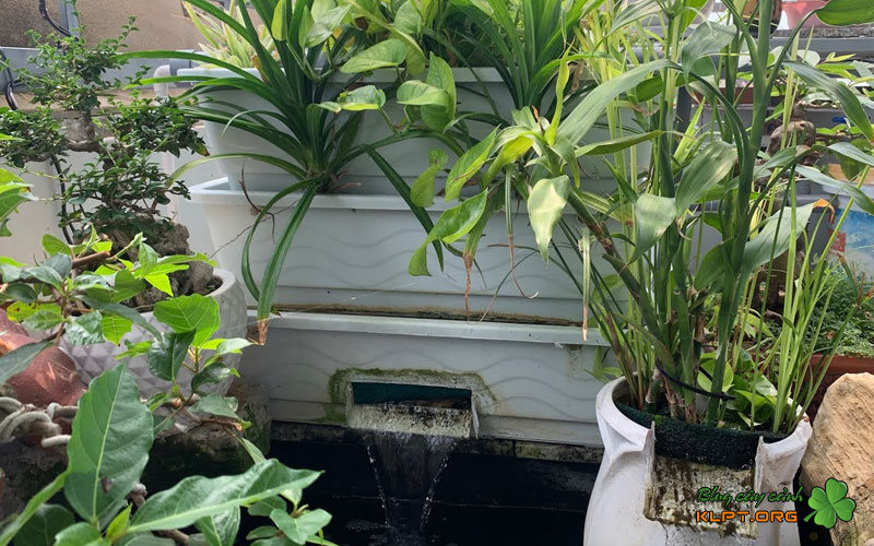 tieu-chi-chon-cay-trong-cho-dan-loc-bakki-klpt