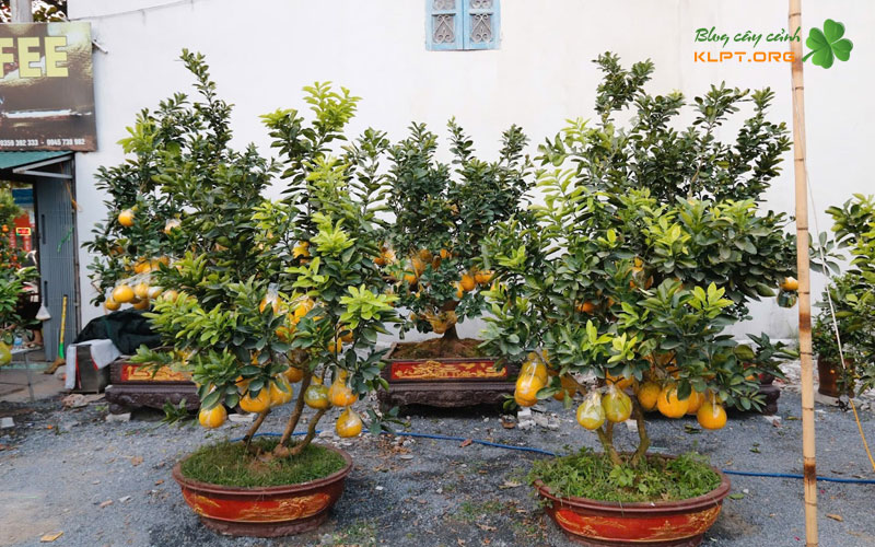 tieu-chuan-cat-qua-buoi-dien-de-lam-canh-ghep-klpt