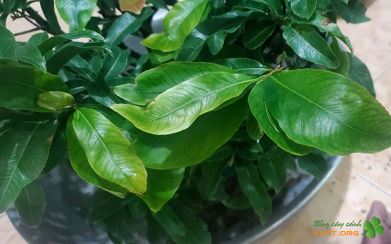 tim-hieu-ve-cay-mai-bi-mong-la-klpt