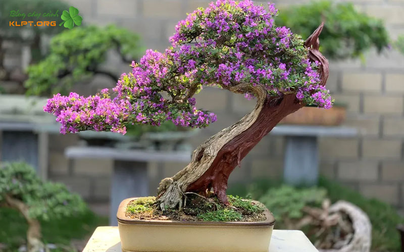 tim-hieu-ve-dac-tinh-cua-cay-linh-sam-klpt