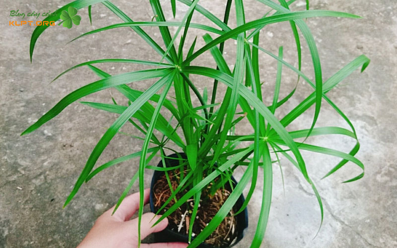 tong-quan-ve-cay-thuy-truc-va-dac-tinh-sinh-truong-klpt