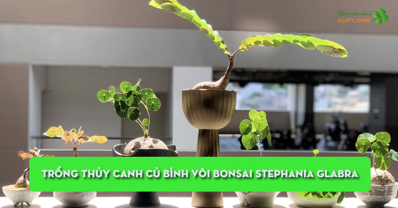 trong-thuy-canh-cu-binh-voi-bonsai-stephania-glabra-klpt