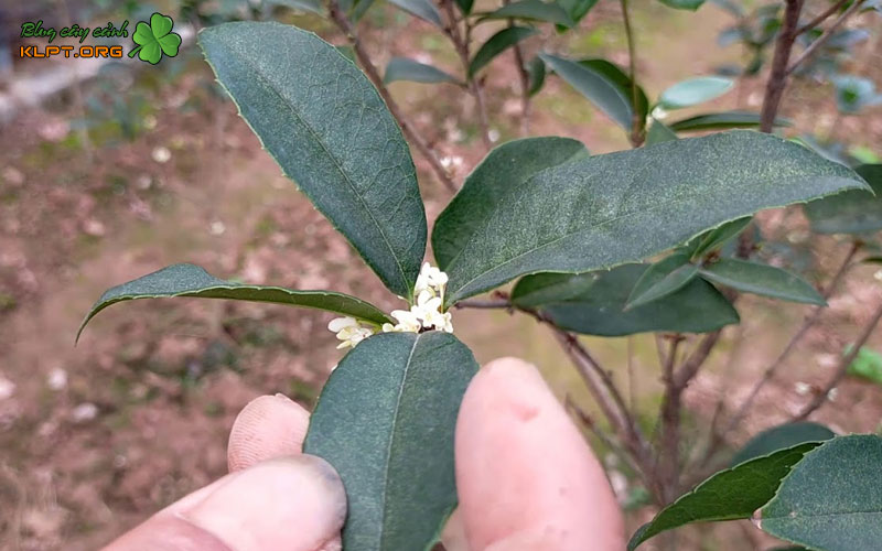 truoc-khi-giam-canh-can-chuan-bi-nhung-gi-klpt