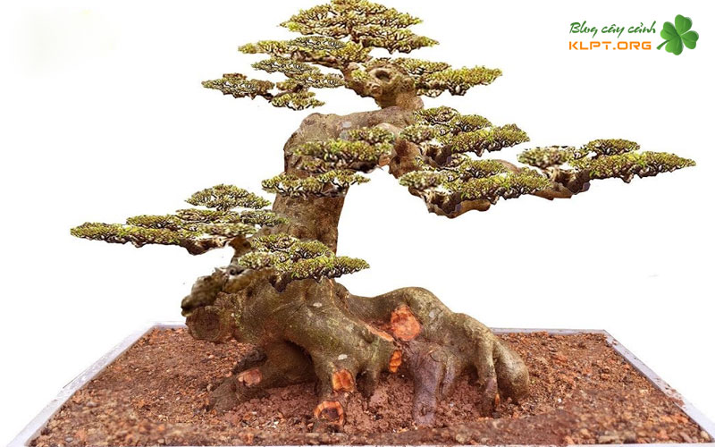 ung-dung-dien-thoai-nao-phu-hop-nhat-de-ve-demo-bonsai-klpt