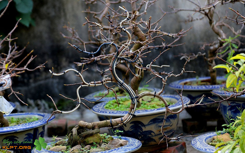 uu-diem-va-nhung-thach-thuc-khi-dua-mai-ghep-xuong-dat-klpt