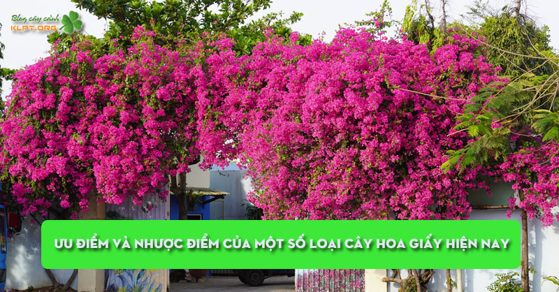 uu-diem-va-nhuoc-diem-cua-mot-so-loai-cay-hoa-giay-hien-nay-klpt