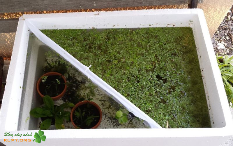 uu-va-nhuoc-diem-khi-dung-thung-xop-lam-ho-ca-canh-1-klpt