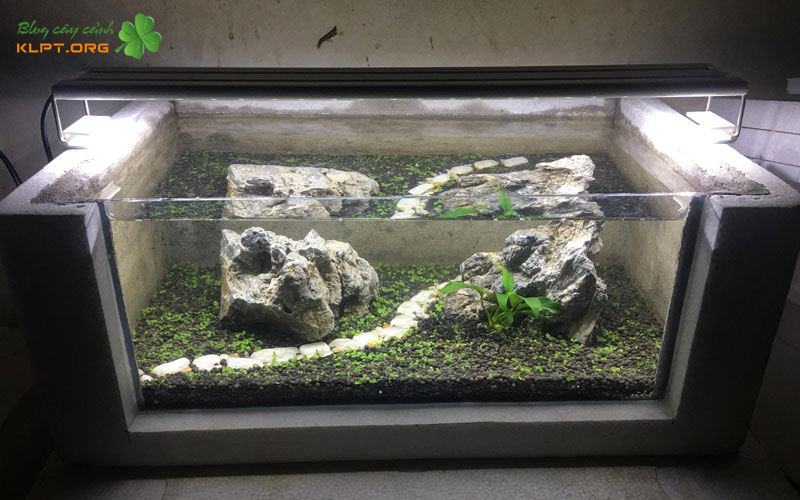 uu-va-nhuoc-diem-khi-dung-thung-xop-lam-ho-ca-canh-klpt