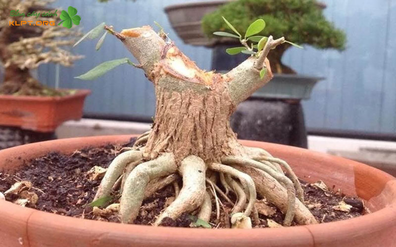 vi-sao-cay-phoi-rung-kho-ben-re-klpt