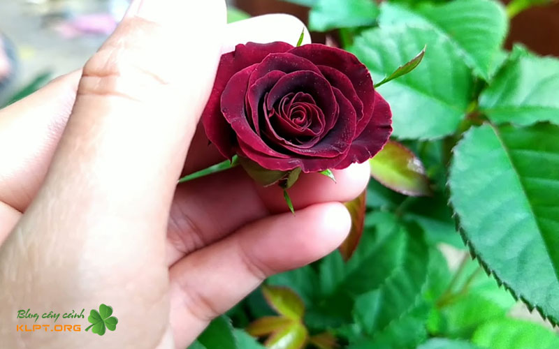 vi-sao-hoa-hong-black-baccara-duoc-san-lung-klpt