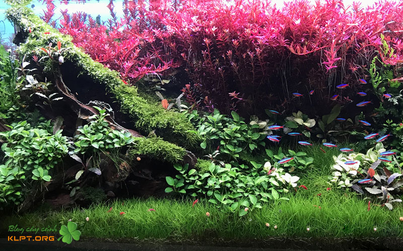 vi-sao-nen-trong-cay-than-go-trong-ho-ca-7-mau-mau-klpt