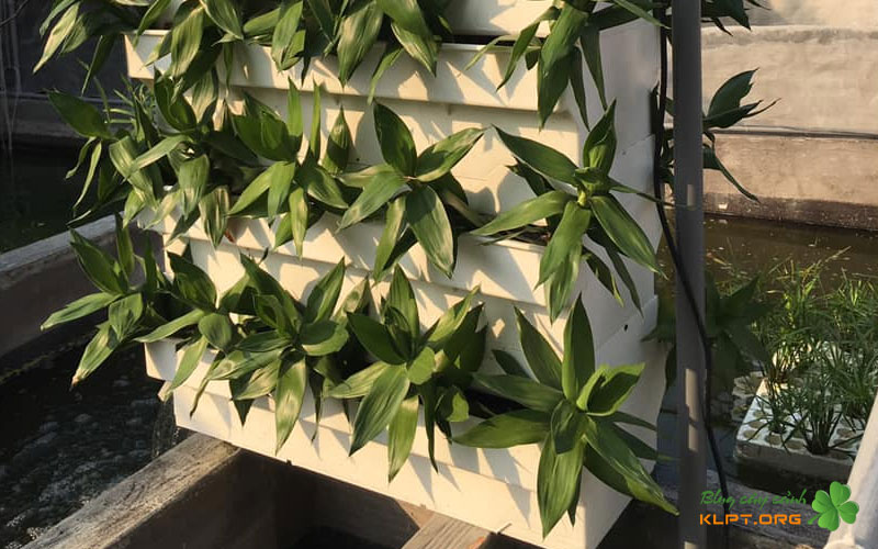 vi-sao-nen-trong-cay-trong-dan-loc-bakki-klpt