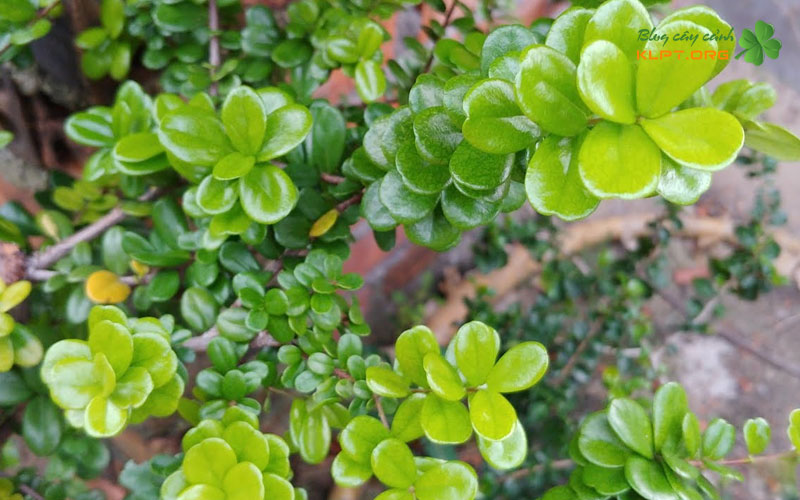 vi-sao-nhieu-nguoi-chon-ghep-hai-chau-len-goc-buom-gai-klpt