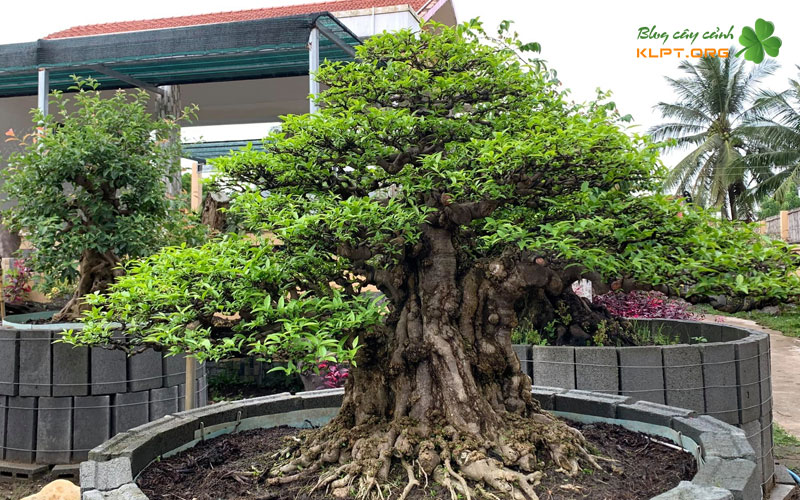 vi-sao-nhieu-nguoi-van-thu-ghep-mai-chieu-thuy-vao-cay-bo-de-klpt