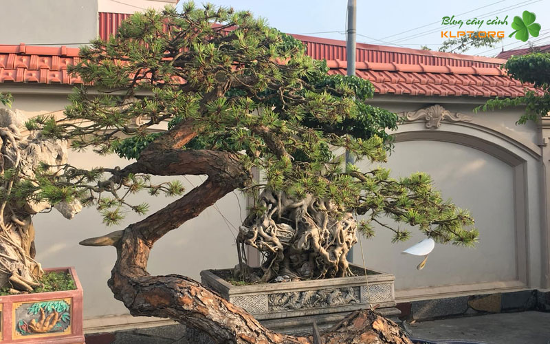 vi-sao-thong-la-lua-chon-ly-tuong-cho-the-huyen-klpt