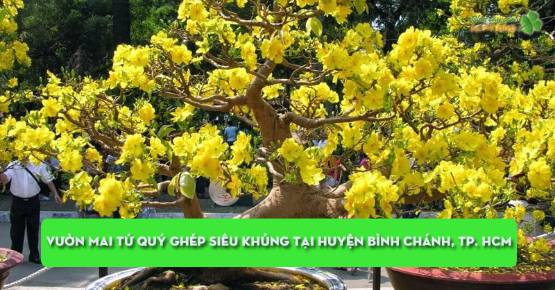 vuon-mai-tu-quy-ghep-sieu-khung-tai-huyen-binh-chanh-tp-hcm-klpt