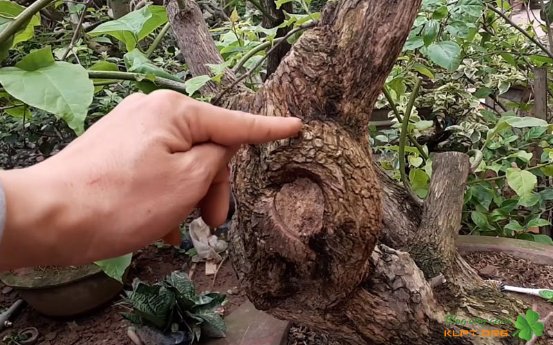 xac-dinh-nguyen-nhan-va-danh-gia-muc-do-muc-than-o-hoa-giay-klpt