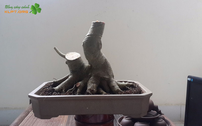 xu-ly-phoi-chuan-xac-truoc-khi-uom-klpt