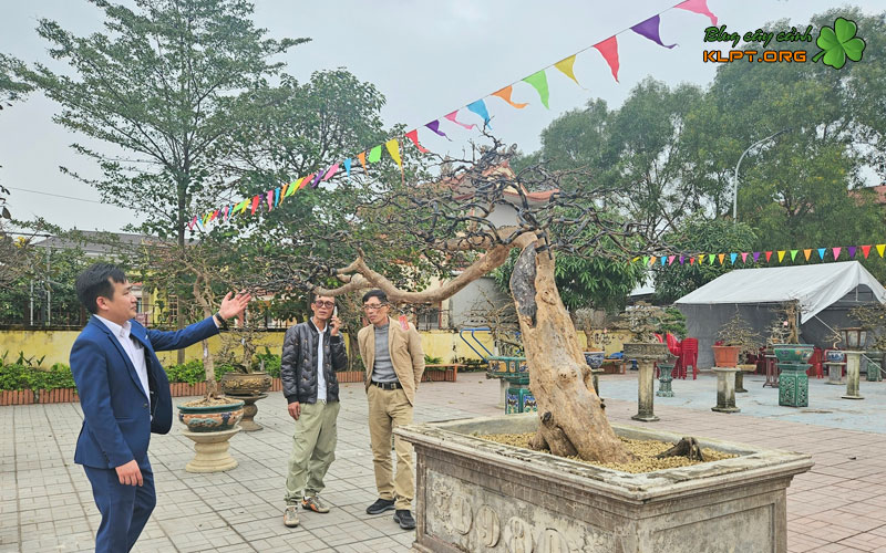 y-nghia-cua-viec-tao-lua-tren-mai-vang-quangnamtoplist