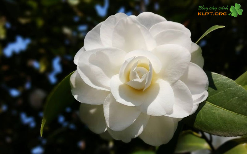 bang-doi-chieu-cach-phan-biet-tra-my-ta-va-tra-my-trung-quoc-klpt