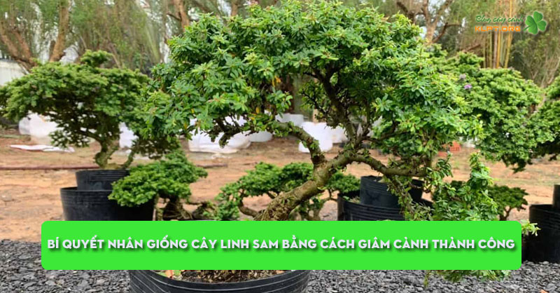 bi-quyet-nhan-giong-cay-linh-sam-bang-cach-giam-canh-thanh-cong-klpt